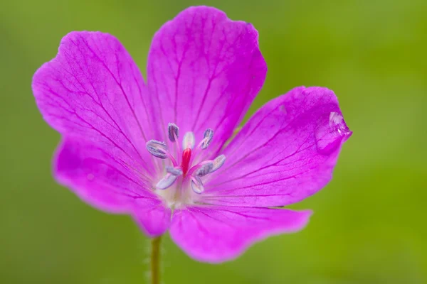 美丽的天竺葵 — 图库照片
