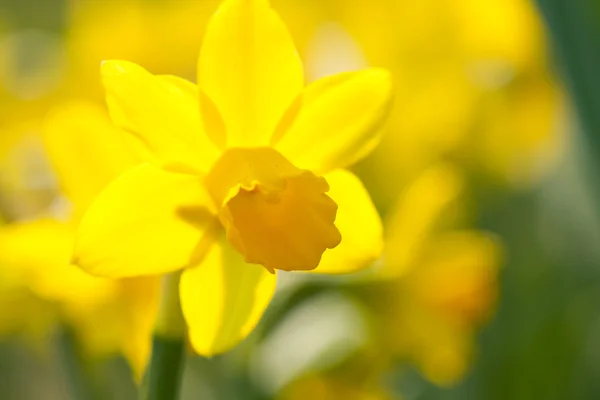 Жовтий Нарцис — стокове фото