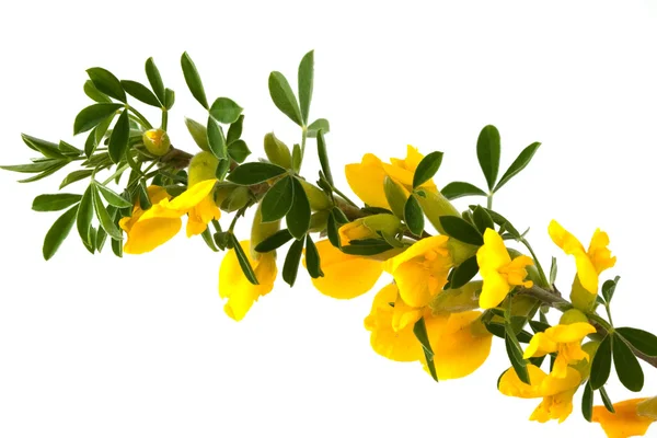 Grenar av blommande forsythia — Stockfoto