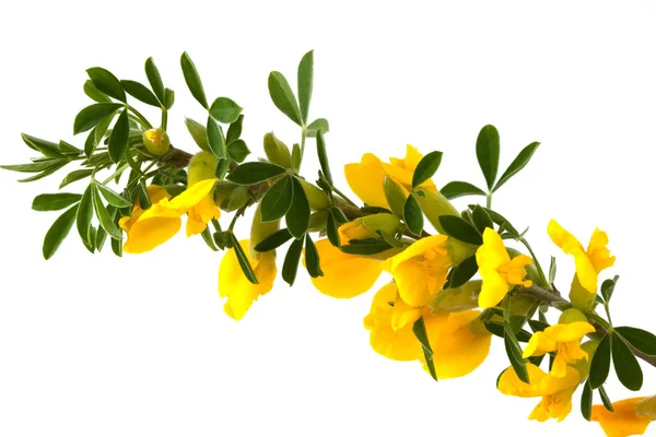 Grenar av blommande forsythia — 图库照片