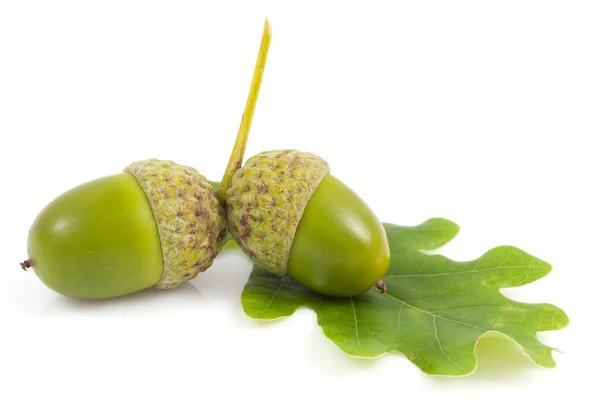 Acorn met een eiken blad — Stockfoto