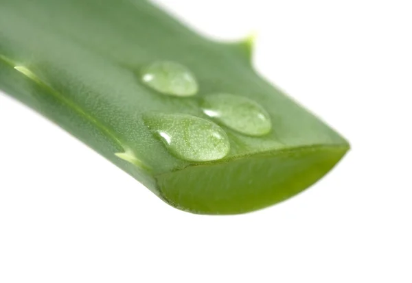 Hoja de aloe — Foto de Stock