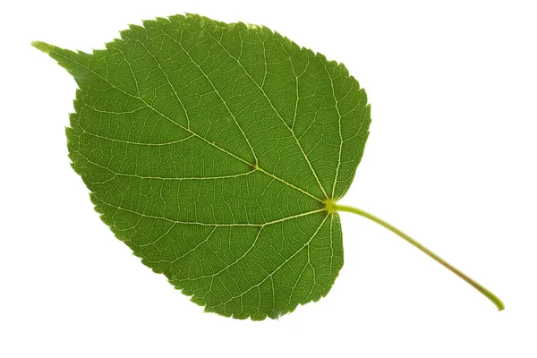린든 잎 — 스톡 사진
