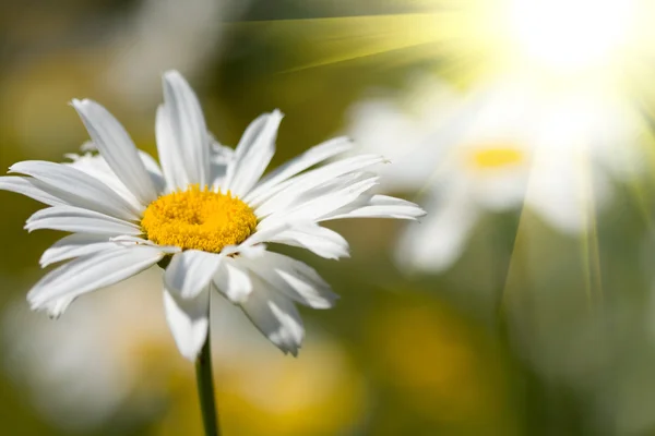 Gyönyörű daisy — Stock Fotó