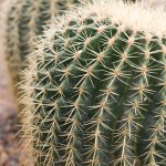 Dettagli del cactus