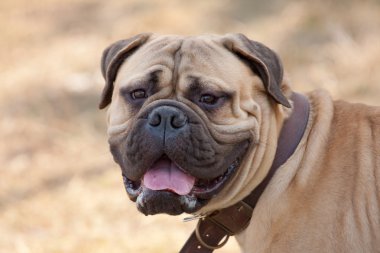 bullmastiff portresi