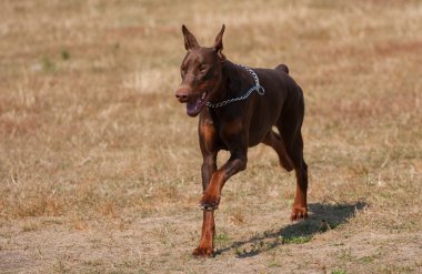 kahverengi doberman pinscher