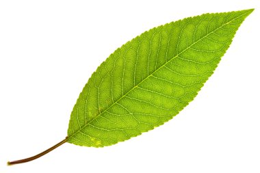 Cherry leaf isolated clipart