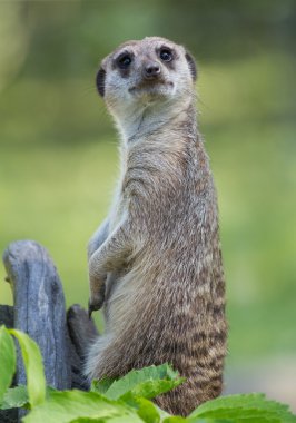 Suricata portrait clipart