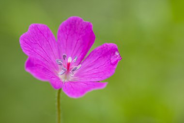 Geranium sylvaticum clipart