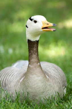 Portrait of goose clipart