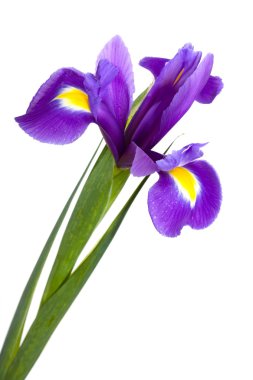 Yellow iris clipart