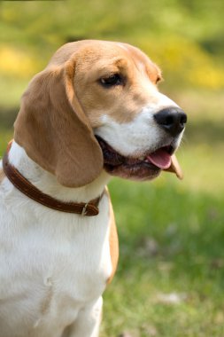 güzel beagle