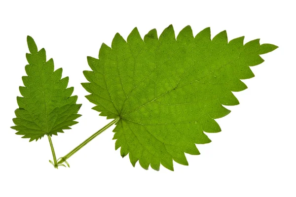 Yeşil ısırgan otu — Stok fotoğraf