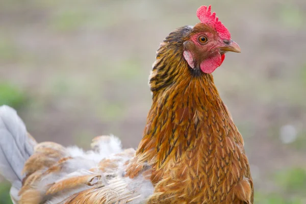 Portrét kuře — Stock fotografie