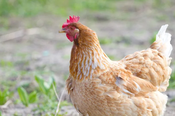 Portret kurczaka — Zdjęcie stockowe