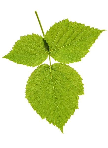 Leaf blackberry on isolated — Stok fotoğraf
