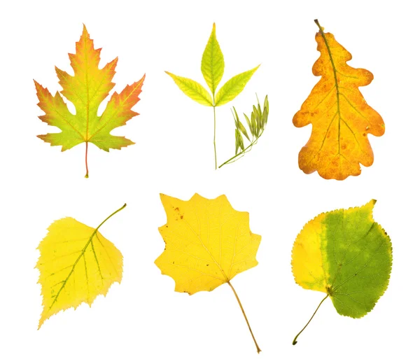 Autumn collection leaves — Stock Photo, Image