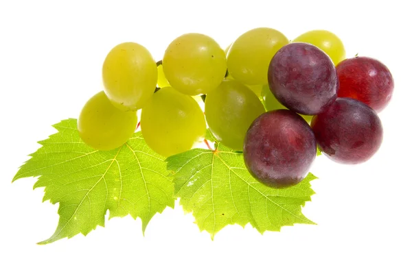 Druiven op geïsoleerde — Stockfoto