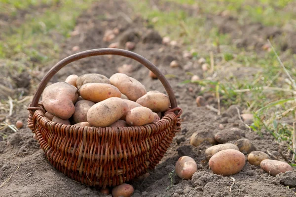 Potatoes harvesting — Stock Photo, Image