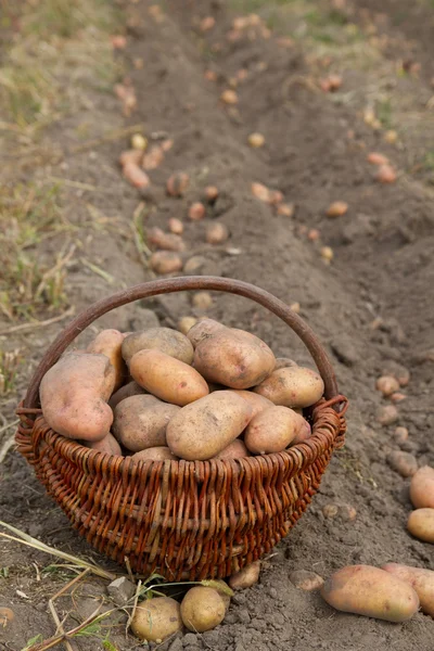 Potatoes in basket — Stock Photo, Image