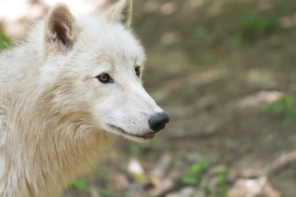 Lobo ártico —  Fotos de Stock