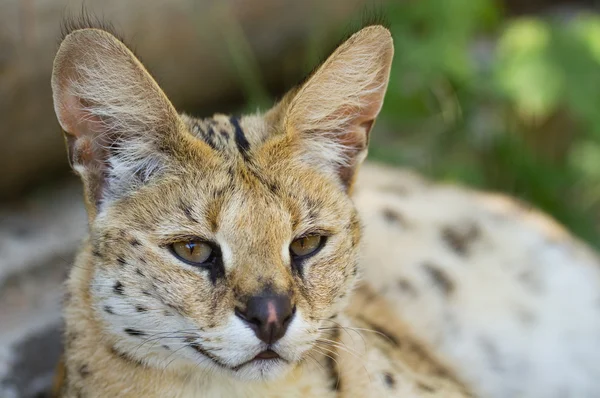 Mooie serval — Stockfoto