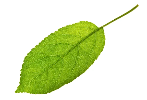 Apple leaf isolerade — Stockfoto