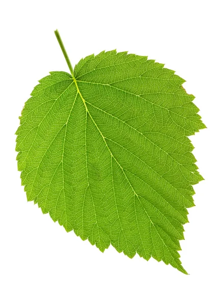 Leaf Blackberry — стоковое фото