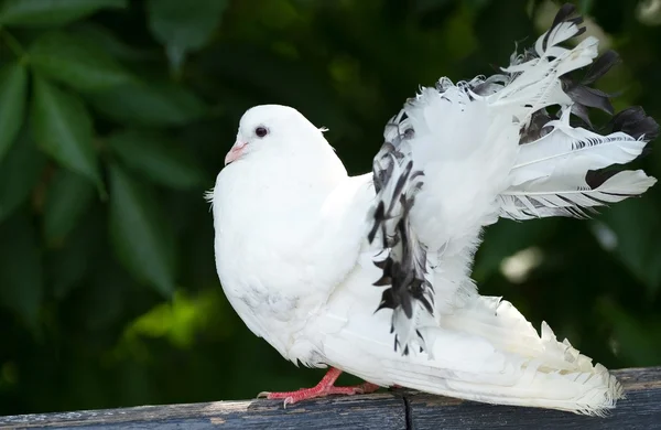 stock image White dove