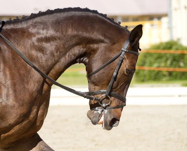 Dressage horse — Stock Photo, Image