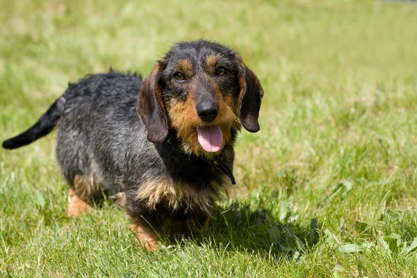 Dog dachshund — Stock Photo, Image