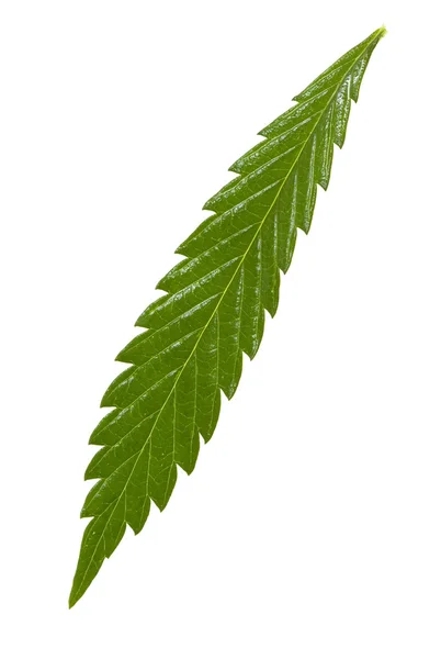 Foglia di marijuana — Foto Stock