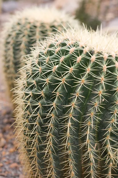 Detalles del cactus — Foto de stock gratis
