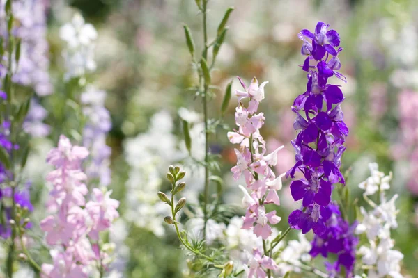 Bellissimi fiori — Foto Stock