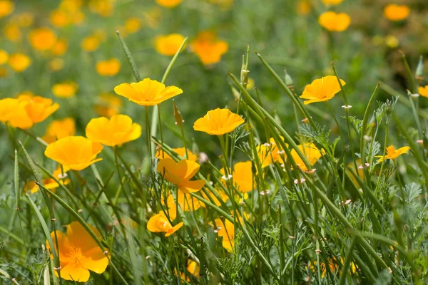 Belles fleurs jaunes — Photo