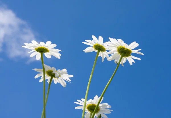 Belle camomille — Foto Stock