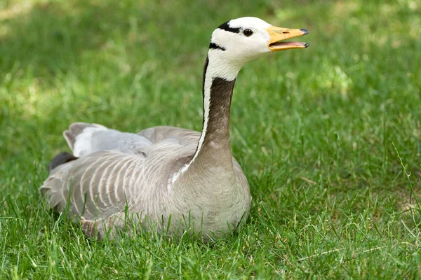 Portrait goose — Stock Photo, Image