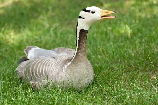 Porträtgans — Stockfoto