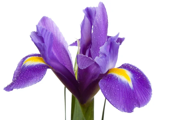 Iris flower — Stock Photo, Image