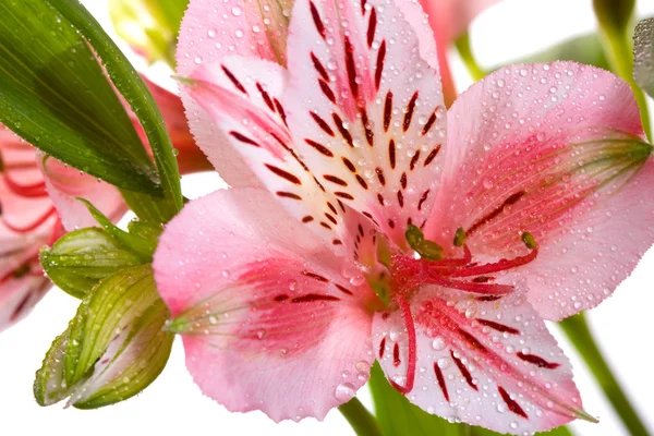 Růžový lilly — Stock fotografie