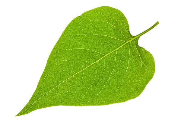 Leaf of lilac — Stock Photo, Image