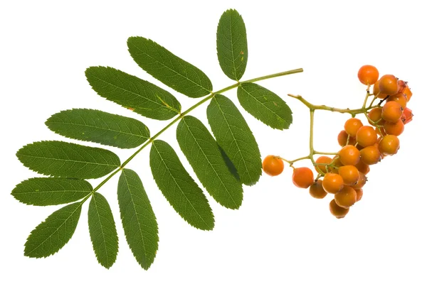 Branch of rowan berry — Stock Photo, Image