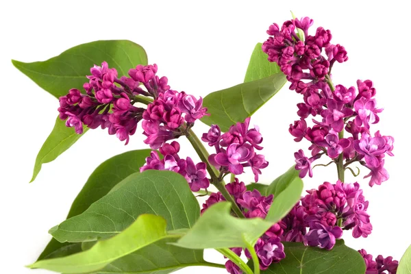 Branch of Lilac — Stock Photo, Image