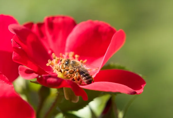 Rose und Biene — Stockfoto