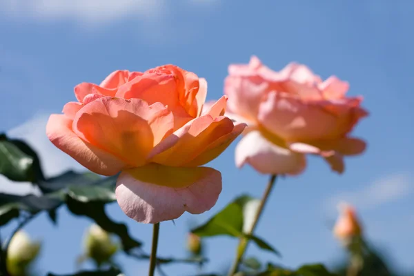 Vackra blommor — Stockfoto