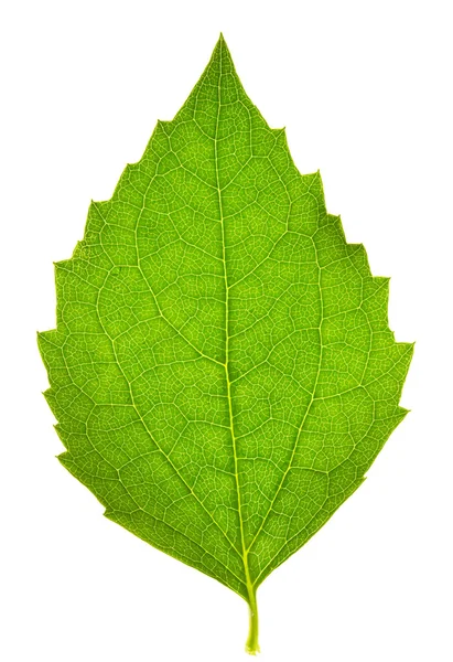 Jasmine leaf Stock Image