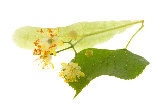 Flowers of linden tree Stock Picture