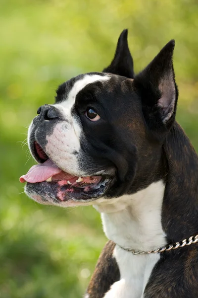 Portrait of bulldog Stock Picture