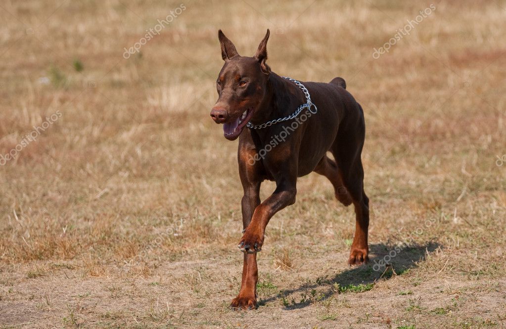 http://static8.depositphotos.com/1325351/832/i/950/depositphotos_8320670-Brown-Doberman-pinscher.jpg